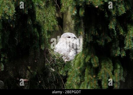 the tawny owl chick on a branch of fir Stock Photo