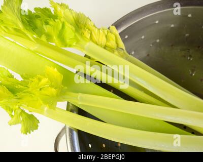 Washed celery stems with leaves in a stainless steel colander on a white tablecloth Stock Photo