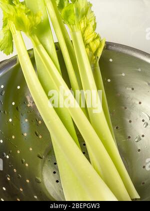 Washed celery stems with leaves in a stainless steel colander on a white tablecloth Stock Photo
