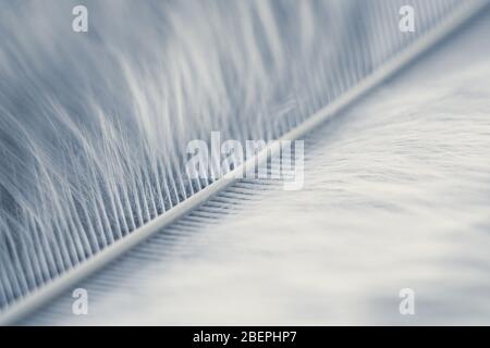 Closeup macro of white bird feather. Natural abstract texture forming monochromatic background. Stock Photo