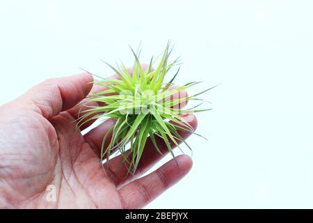 Close up tillandsia aeranthos miniata   against white background Stock Photo