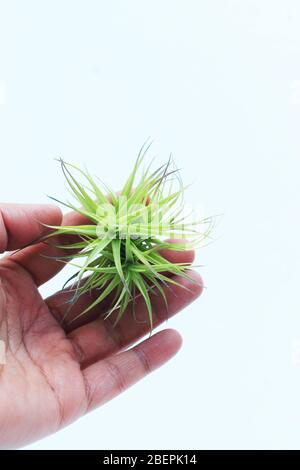 Close up tillandsia aeranthos miniata   against white background Stock Photo