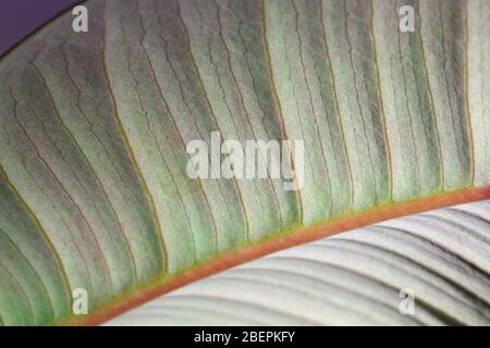 Underside of leaf abstract Stock Photo