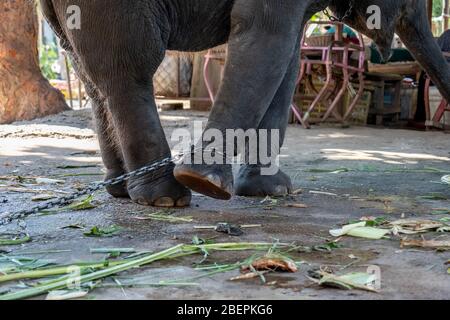 Close up photo of foot chained baby elephant Stock Photo