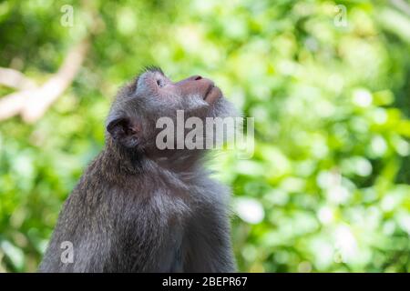 Crab eating macaque monkeys removing nits or lice from their monkey, known as ' Macaca fascicularis ' Stock Photo