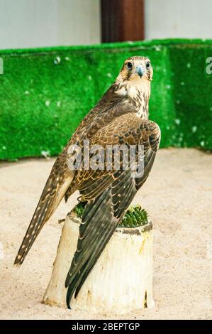 A saker falcon rests on a perch with wings outstretched at the falcon souq in Doha, Qatar Stock Photo