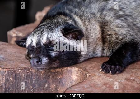 Kopi luwak cat, name of this animal ' Kopi Luwak Cat ' The animals are used in coffee farms for luwak coffee Stock Photo