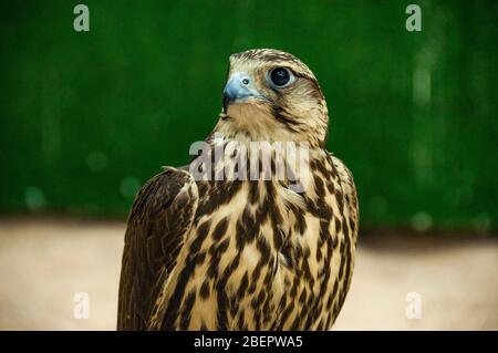 A saker falcon rests on a perch with wings outstretched at the falcon souq in Doha, Qatar Stock Photo