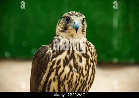 A saker falcon rests on a perch with wings outstretched at the falcon souq in Doha, Qatar Stock Photo