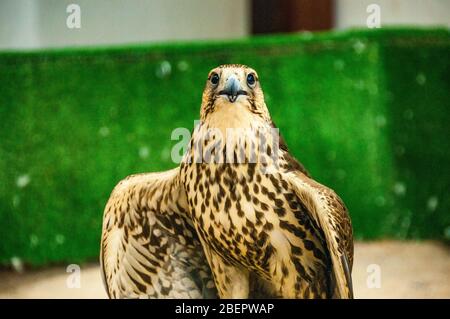 A saker falcon rests on a perch with wings outstretched at the falcon souq in Doha, Qatar Stock Photo