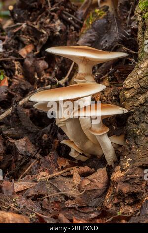 Agrocybe aegerita. growing on a dead log Stock Photo