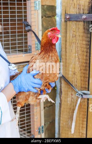 Happy young veterinarian woman with stethoscope holding and examining chicken on ranch background. Hen in vet hands for check up in natural eco farm. Animal care and ecological farming concept Stock Photo