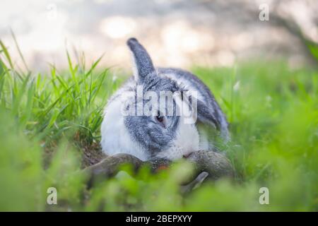 Portrait of a cute dutch rabbit, adorable bunny, bokeh background Stock Photo