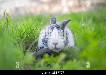 Portrait of a cute dutch rabbit, adorable bunny, bokeh background Stock Photo