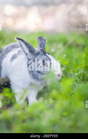 Portrait of a cute dutch rabbit, adorable bunny, bokeh background Stock Photo