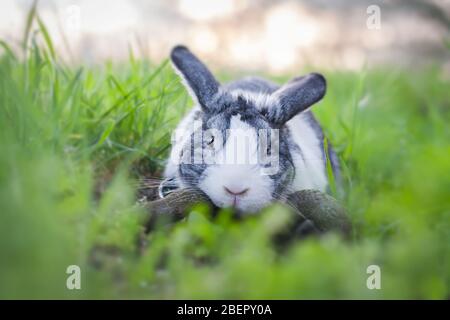 Portrait of a cute dutch rabbit, adorable bunny, bokeh background Stock Photo