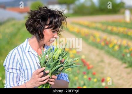 Happy attractive Hispanic woman holding a bunch of harvested tulips standing in a spring field on a farm in the sunshine smiling at the camera Stock Photo