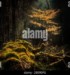 Forest scenery with the sun casting beautiful rays through the foliage onto a young beech tree and a mossy wall in the foreground Stock Photo