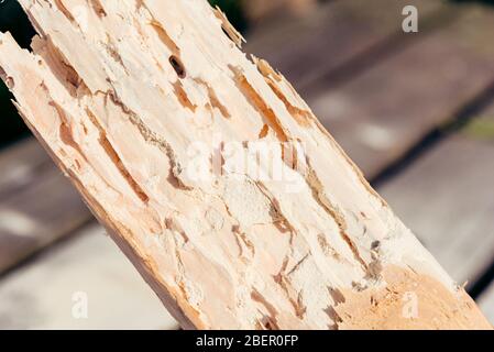 Dry wood destroyed by Lyctid Powderpost Beetles. Close-up on round holes and tunnels with flour-like powder below the wood surface. Stock Photo