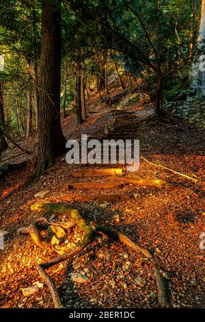 Holztreppe durch den Eibenwald Stock Photo