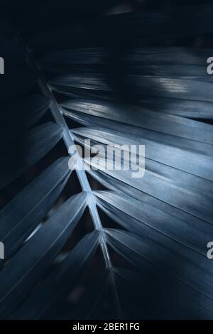 Creative and moody color blue foliage natural floral leaf texture background. Stock Photo