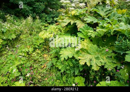 Close-up view of poisonous hogweed plant in summer wood Stock Photo