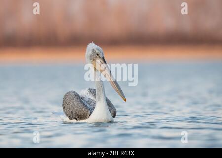 Pelicans, Lake Kerkini, Greece Stock Photo