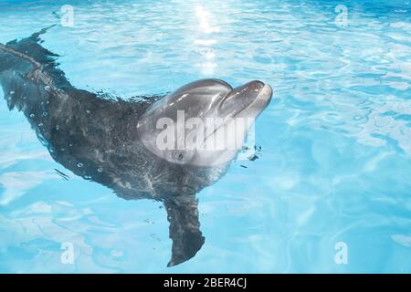 dolphin Stock Photo