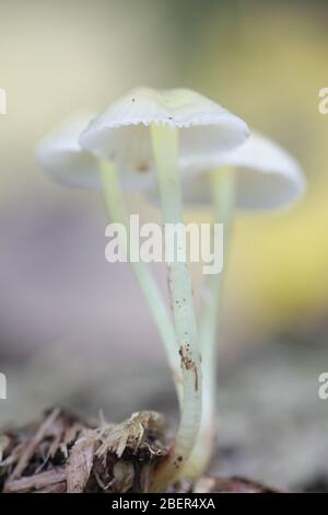 Mycena epipterygia, known as Yellowleg Bonnet, wild mushroom from Finland Stock Photo