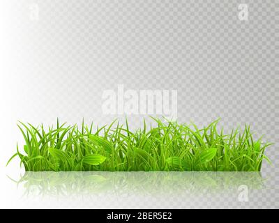 Beautiful realistic detailed fresh green grass, isolated on transparent background. Spring or summer object ready to use. EPS 10 Stock Vector