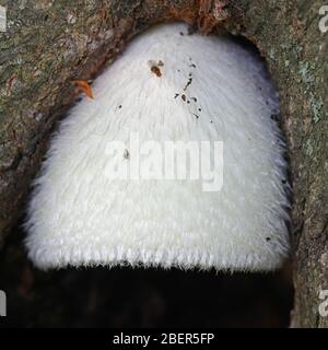 Volvariella bombycina, known as the silky sheath, silky rosegill, silver-silk straw mushroom, or tree mushroom, wild mushroom from Finland Stock Photo