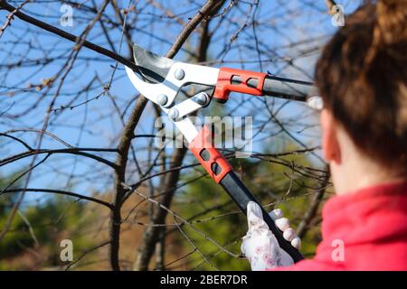 Home gardening concept. Young woman cutting twig of fruit tree in the garden on a sunny day Stock Photo