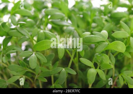 Fresh green leaves of young cress in close-up Stock Photo