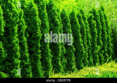 Hedge of evergreen thuja trees in the park on a sunny day Stock Photo