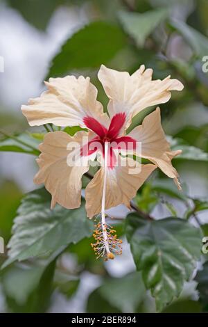 Colorful Wildflower in the Rain Forest in  Costa Rica Stock Photo