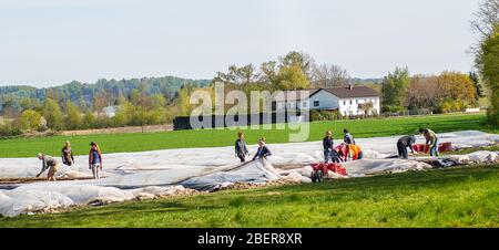 Altötting,Germany-April 15,2020: Migrant workers from Eastern Europe help during the asparrgus harvest. Stock Photo