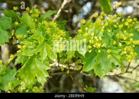 Norway maple tree (Acer platanoides) with flowers in April, UK Stock Photo
