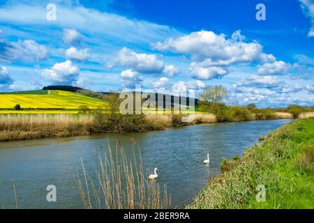 Swans floating down the rive Arun near Amberley in West Sussex England at the foot of the hills of the south downs Stock Photo