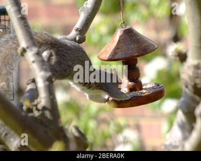 Grey squirrel eating seed from bird feeder in garden Stock Photo