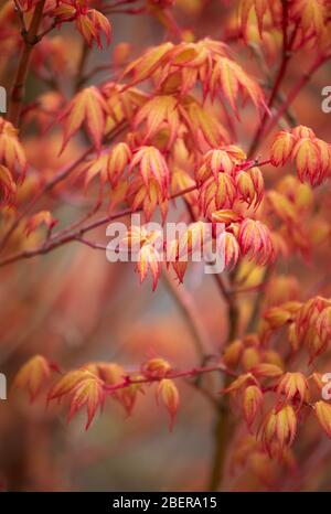 Acer palmatum, Japanese maple Stock Photo