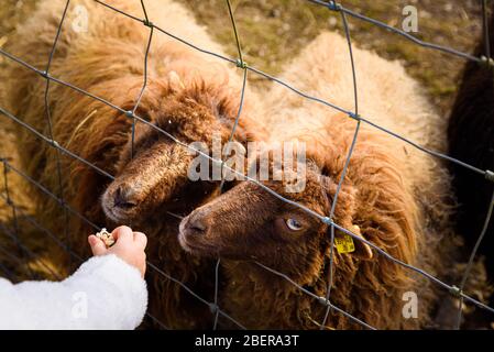 Happy child girl feeding a sheep through fance. Stock Photo