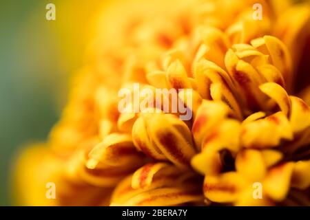 Macro of a Marigold Stock Photo