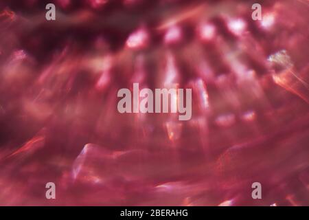 Pink light leaks Stock Photo