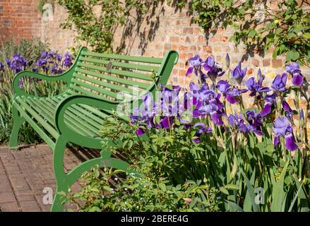 Purple iris flowers next to green garden bench at Eastcote House historic walled garden in the Borough of Hillingdon, north west London, UK Stock Photo