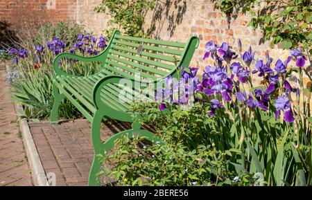 Purple iris flowers next to green garden bench at Eastcote House historic walled garden in the Borough of Hillingdon, north west London, UK Stock Photo