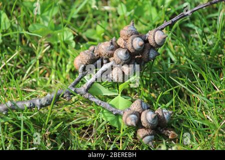 Groups of acorns on fallen tree branch in early spring Stock Photo