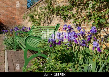 Purple iris flowers next to green garden bench at Eastcote House historic walled garden in the Borough of Hillingdon, north west London, UK Stock Photo