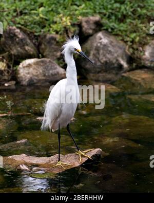 Snowy Egret bird close-up profile view standing on moss rocks with foliage background, displaying white feathers, head, beak, eye, fluffy plumage, yel Stock Photo