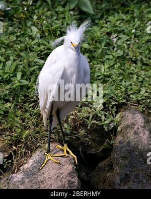 Snowy Egret bird close-up profile view standing on moss rocks with foliage background, displaying white feathers, head, beak, eye, fluffy plumage, yel Stock Photo