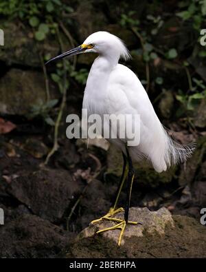 Snowy Egret bird close-up profile view standing on moss rocks with foliage background, displaying white feathers, head, beak, eye, fluffy plumage, yel Stock Photo